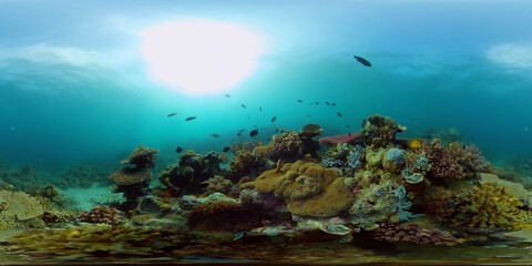 Tropical sea and coral reef. Underwater Fish and Coral Garden. Underwater sea fish. Tropical reef marine. Colourful underwater seascape. Philippines. Virtual Reality 360.