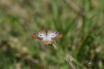 White Peacock Butterfly