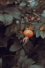 Rosehip fruits on a bush in sepia style photography. Rosehip bush. Cinematic photo. Sepia style....