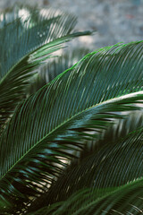 Blurred palm leaves in a sunlight. Summer background.