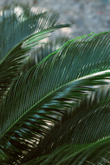 Fototapeta premium Blurred palm leaves in a sunlight. Summer background.