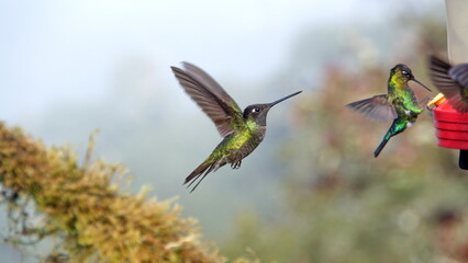 Male talamanca hummingbird (Eugenes spectabilis) in flight at the high altitude Paraiso Quetzal Lodge outside of San Jose, Costa Rica