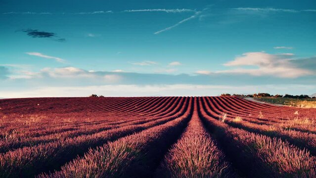 Lavender fields at evening light, Provence, Valensole plateau. Farmlands painted violet blooms. Travel region.