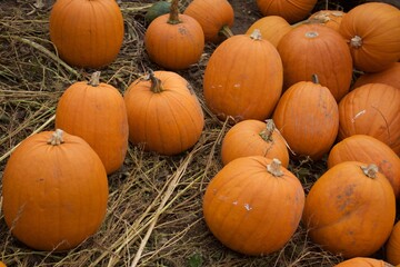 Pumpkins in a field