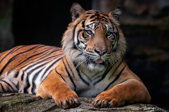 Close up head of a Sumatran tiger