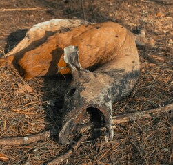 Closeup of a white-tailed deer carcass on a ground