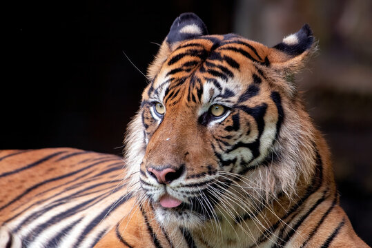 Close up head of a Sumatran tiger