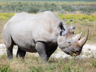 Obraz premium rhino in the wild