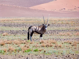 Foto auf Alu-Dibond oryx antelope in the desert © AnnKathrin