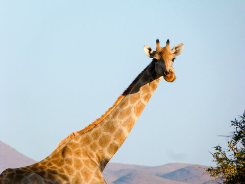 giraffe in nature