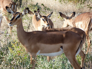 impala in the savannah