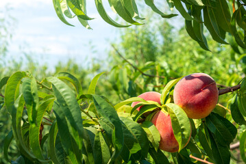  Peach growing on a tree  branches Fresh sunset light blur green background Natural fruit.  organic  Ripe fruit Moldova Beautiful close up