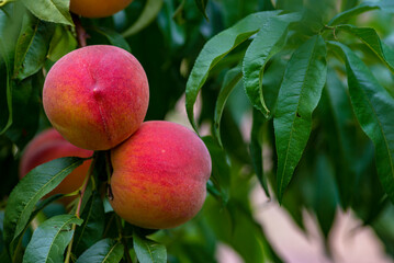  Peach growing on a tree  branches Fresh sunset light blur green background Natural fruit.  organic  Ripe fruit Moldova Beautiful close up