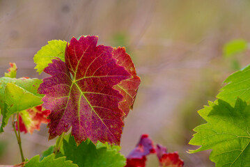 beautiful Red grape leaves close-up. Bright sunlight. Autumn natural background. Beautiful autumn leaves on a vine. Vineyard Moldova. copy space