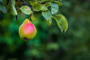 Beautiful  Riping Juicy pears on a tree  branch Organic summer garden Selective focus after rain