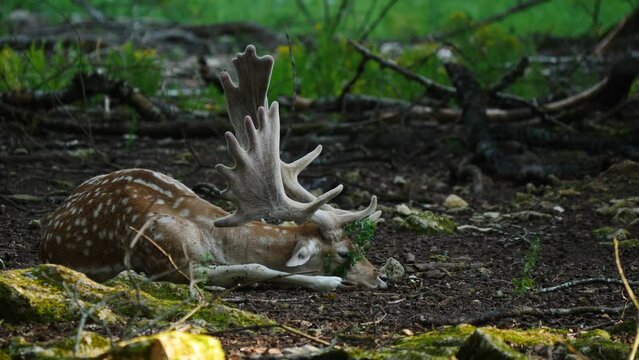 Male fallow deer, buck with antlers in natural environment. Deer Dama dama. Vision Park in Auberive region, France. Slow motion
