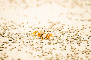 orange crab in the sand on the beach of Costa Rica
