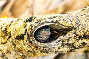 galled iguana on a log on a beach - Powered by Adobe