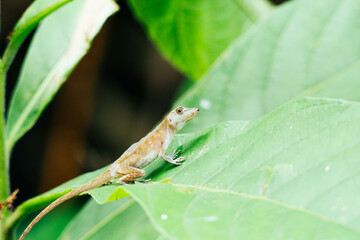 lizard on top of a leaf in Manuel Antonio National Park