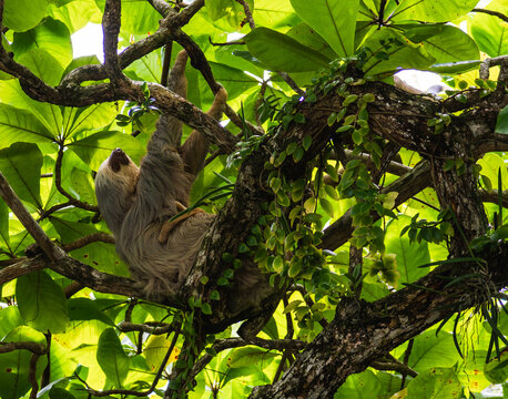 Sloth Eating From Tropical Trees