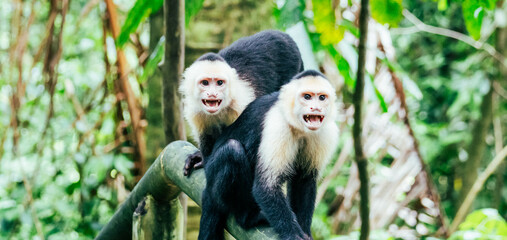 white face monkey angry showing teeth in a national park © Cavan
