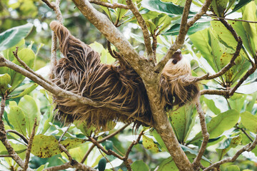 sloth sleeping on a tree branch