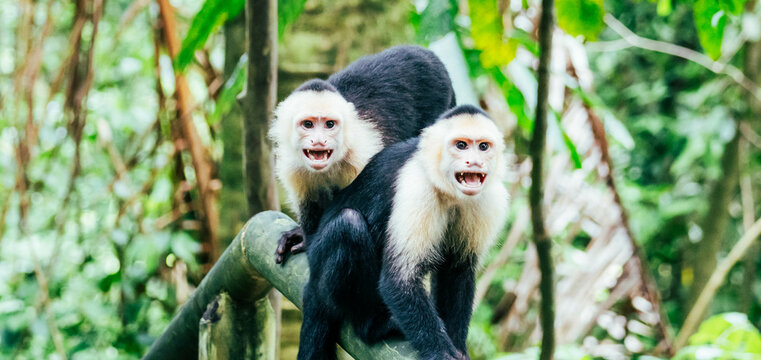 white face monkey angry showing teeth in a national park