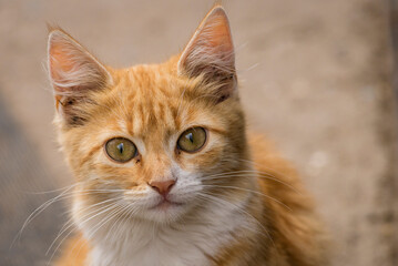 red Cat with kind green eyes, Little  kitten. Portrait cute ginger. happy adorable cat, Beautiful fluffy red orange outdoors portrait close up British Shorthair  big paws Looking Camera