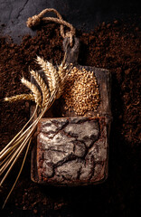 bread, wheat and grain on soil