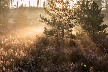 sunbeams through pine trees in foggy morning