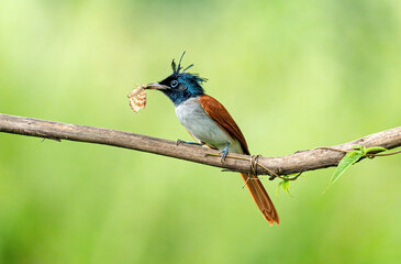Asian Paradise Flycatcher 