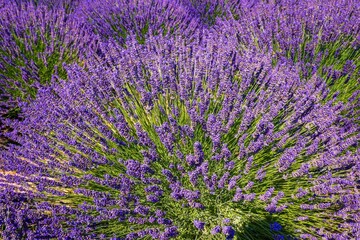 Obraz premium Beautiful Lavender fields in Mount Hood, Oregon