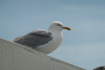 Möve an der Nordsee