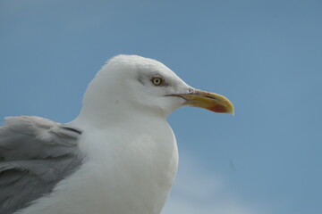 Möve an der Nordsee