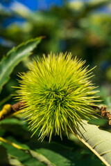 Branches of sweet edible chestnut with green cupules