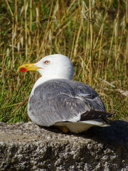 A white-gray gull lies on a stone and looks into the camera