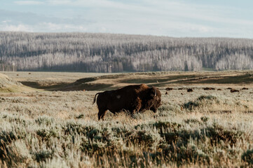 Bison Grazing in Hayden Valley, Yellowstone National Park