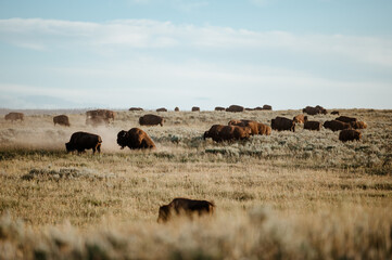 Fototapeta na wymiar Bison Grazing in Hayden Valley, Yellowstone National Park