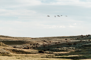Bison and Ducks in Hayden Valley, Yellowstone National Park
