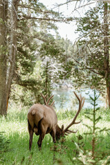 Bull Elk in Yellowstone National Park