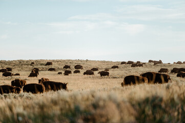 Bison Grazing in Yellowstone National Park © Cavan