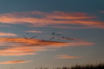 Ducks Flying in Hayden Valley at Sunset