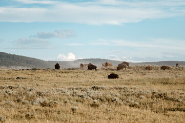 Fototapeta na wymiar Bison Grazing in Hayden Valley, Yellowstone National Park