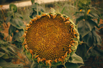 Sunflower in Tuscany at the end of the cycle.