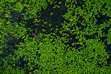 Common duckweed green  ( Lemna minor L. ) floating on water in the pond texture. background, top view  Dniester