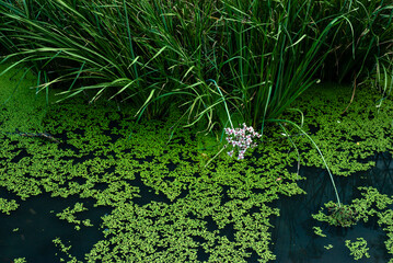 Common duckweed green  ( Lemna minor L. ) floating on water in the pond texture. background, rush...