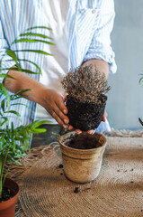 a girl holds a dried plant in a flowerpot in her hand how to care for indoor flowers transplant...