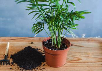 Transplanting a houseplant of hamedorea into a new flower pot photograph hands holding pots and plant roots Houseplant care concept