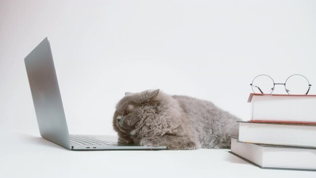 A Scottish fold lovely cat using laptop computer in studio