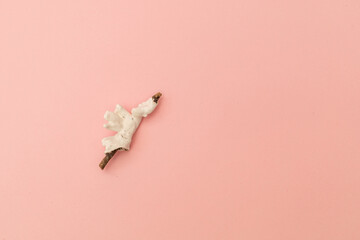Shells on a soft pink background